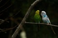 Parakeet Birds in conversation