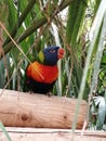 Parakeet blue bird orange yellow green beak zoo Colchester Royalty Free Stock Photo