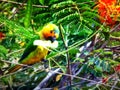 Parakeet Royalty Free Stock Photo
