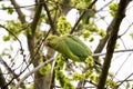 Green parrot, bird on wood branch Royalty Free Stock Photo