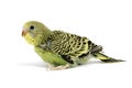 Parakeet breeding