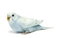 Parakeet breeding Royalty Free Stock Photo