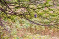 Parakeet or Budgerigar