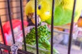 A parakeet budgerigar eating some broccoli in her cage