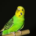 Parakeet in a cage. Royalty Free Stock Photo