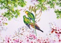 Parakeet in the cherry tree blossoom Royalty Free Stock Photo
