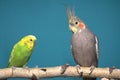 Parakeet and Cockatiel