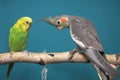 Parakeet and Cockatiel