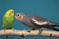 Parakeet and Cockatiel