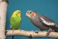 Parakeet and Cockatiel