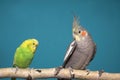 Parakeet and Cockatiel Royalty Free Stock Photo