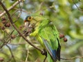 Parakeet Royalty Free Stock Photo