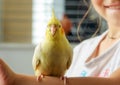 Parakeet Corella of a gray color child holds in a hand