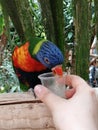 Parakeet feed eating nectar zoo Colchester blue green orange Royalty Free Stock Photo