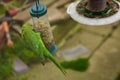 A parakeet feeding on some nuts Royalty Free Stock Photo