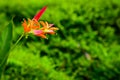 Parakeet Flower in the Park