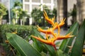 Parakeet Flower in Urban environment Singapore