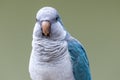 Parakeet in front view headsho Royalty Free Stock Photo