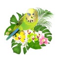 Parakeet green Budgerigar home pet , or budgie or shell parakeet and Orchids cymbidium with tropical palm and philodendron