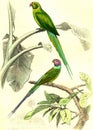 The parakeet has pink collar, The budded parakeet, vintage engraving Royalty Free Stock Photo