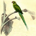 The parakeet has pink collar, vintage engraving