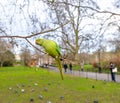 Parakeet in the park