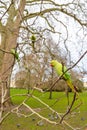 Parakeet in the park