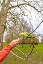 Parakeet in the park