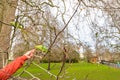 Parakeet in the park