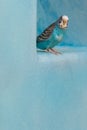 Parakeet peaking around blue ledge Royalty Free Stock Photo