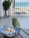 Parakeet perched on the edge of a table next to a bowl full of shells