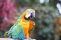 Parakeet say hello. Blue and Yellow Macaw. Royalty Free Stock Photo