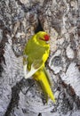 Parakeet sits on the trunk of a birch