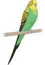 Parakeet Sitting on a Perch Illustration