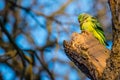 Parakeet on the tree Royalty Free Stock Photo
