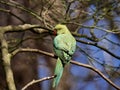 Parakeet on the tree in Richmond park, London Royalty Free Stock Photo