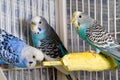 Parakeets Royalty Free Stock Photo