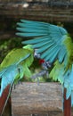 Parakeets Royalty Free Stock Photo