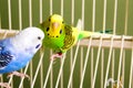 Parakeets