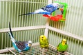 Parakeets Royalty Free Stock Photo