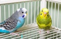 Parakeets