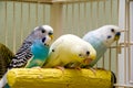 Parakeets