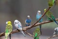 Parakeets on branch Royalty Free Stock Photo