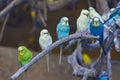 Parakeets on the branches Royalty Free Stock Photo