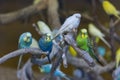 Parakeets on the branches Royalty Free Stock Photo