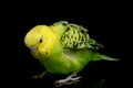 Parakeets budgerigar bird Melopsittacus undulatus budgie Royalty Free Stock Photo