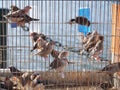 Parakeets in cages for sale at a animal market outside Royalty Free Stock Photo