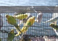 Parakeets in cages for sale at a animal market outside Royalty Free Stock Photo