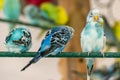 Parakeets in Missouri Royalty Free Stock Photo