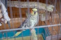 Parakeets . Green wavy parrot sits in a cage . Rosy Faced Lovebird parrot in a cage . birds inseparable . Budgerigar on the cage.